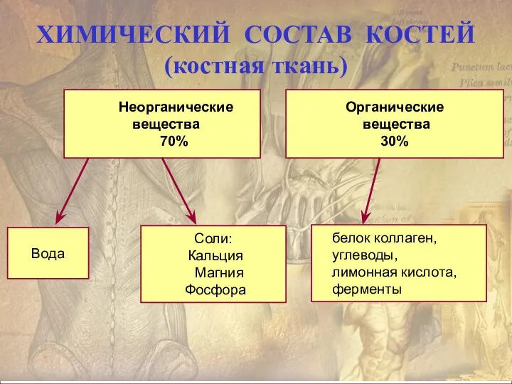 ХИМИЧЕСКИЙ СОСТАВ КОСТЕЙ (костная ткань) Неорганические вещества 70% Органические вещества 30%