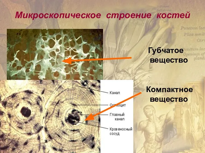 Микроскопическое строение костей Губчатое вещество Компактное вещество