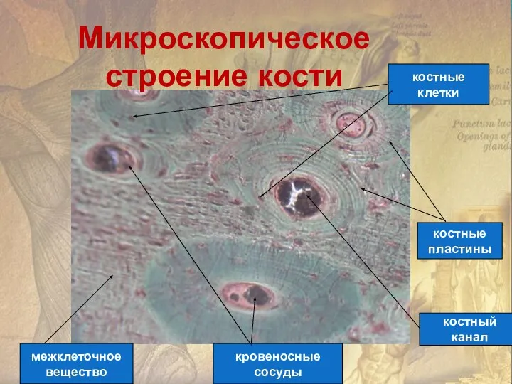 костные клетки костные пластины костный канал кровеносные сосуды межклеточное вещество Микроскопическое строение кости