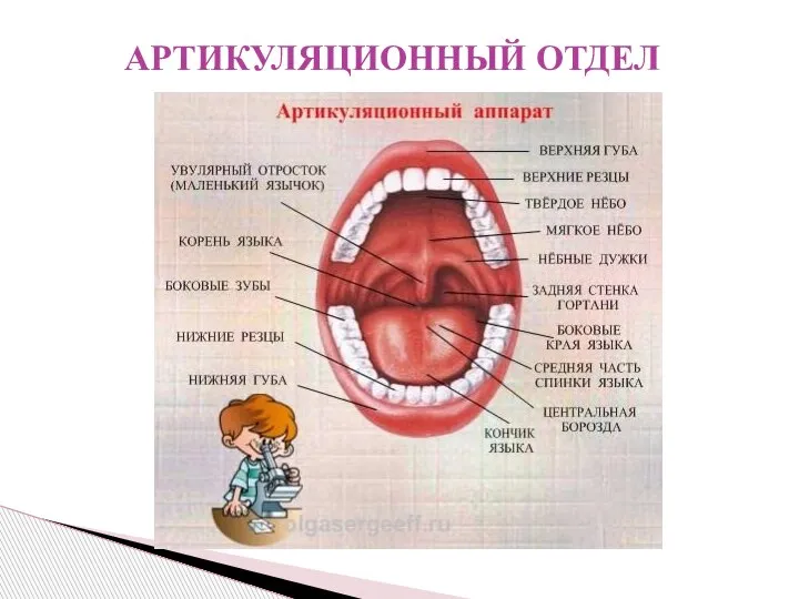 АРТИКУЛЯЦИОННЫЙ ОТДЕЛ