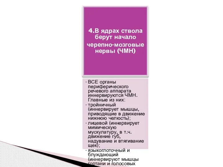 4.В ядрах ствола берут начало черепно-мозговые нервы (ЧМН) ВСЕ органы периферического