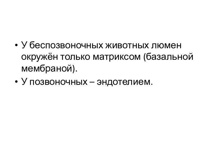 У беспозвоночных животных люмен окружён только матриксом (базальной мембраной). У позвоночных – эндотелием.