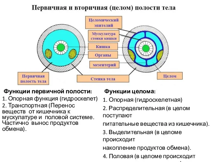 Функции первичной полости: 1. Опорная функция (гидроскелет) 2. Транспортная (Перенос веществ