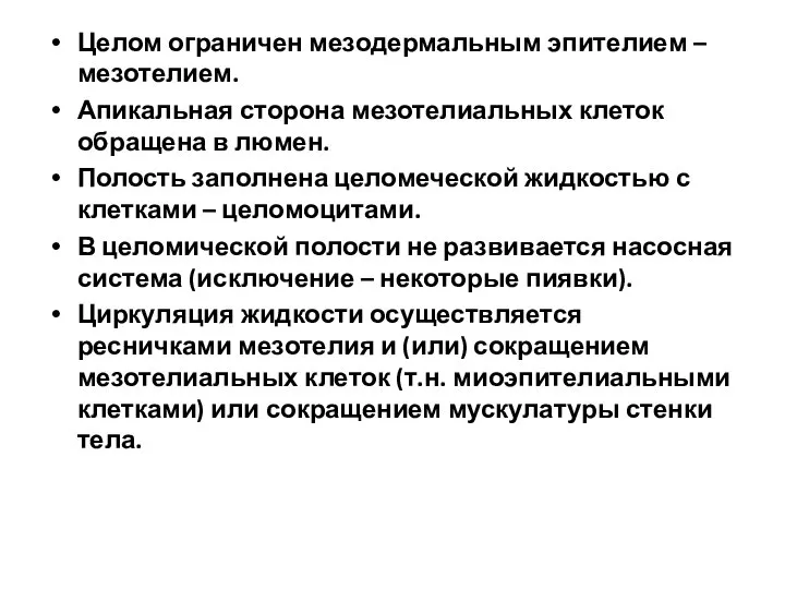 Целом ограничен мезодермальным эпителием – мезотелием. Апикальная сторона мезотелиальных клеток обращена