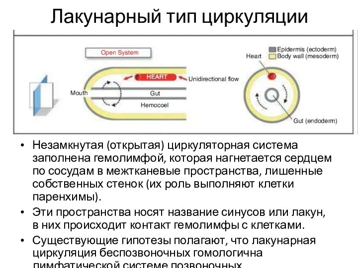 Лакунарный тип циркуляции Незамкнутая (открытая) циркуляторная система заполнена гемолимфой, которая нагнетается