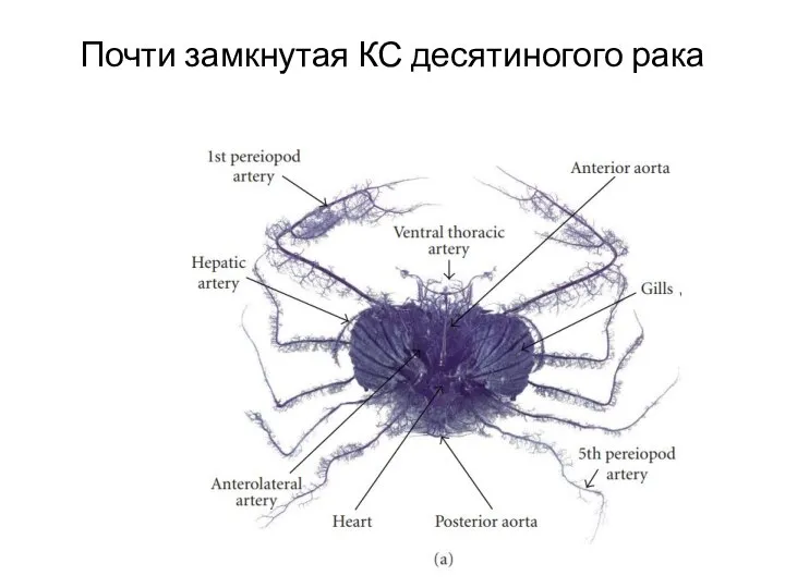 Почти замкнутая КС десятиногого рака