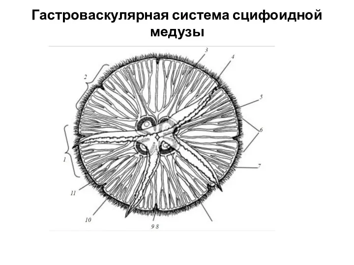 Гастроваскулярная система сцифоидной медузы