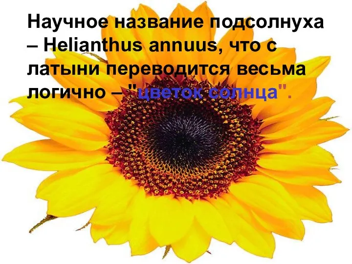 Научное название подсолнуха – Helianthus annuus, что с латыни переводится весьма логично – "цветок солнца".