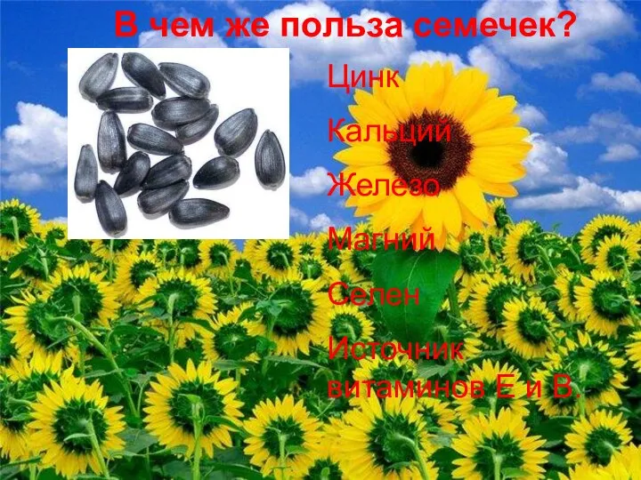 Цинк Кальций Железо Магний Селен Источник витаминов Е и В. В чем же польза семечек?