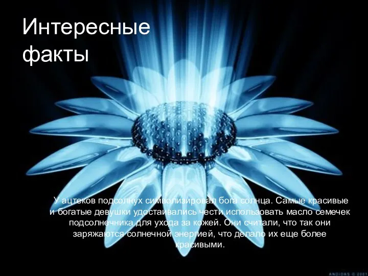 Интересные факты У ацтеков подсолнух символизировал бога солнца. Самые красивые и