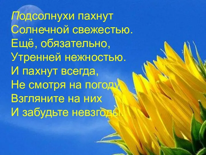 Подсолнухи пахнут Солнечной свежестью. Ещё, обязательно, Утренней нежностью. И пахнут всегда,