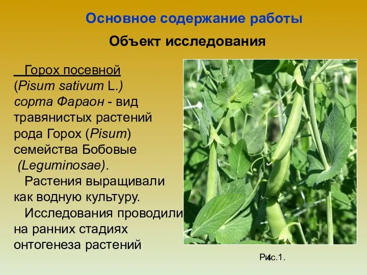 Объект исследования Горох посевной (Pisum sativum L.) сорта Фараон - вид