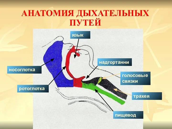 АНАТОМИЯ ДЫХАТЕЛЬНЫХ ПУТЕЙ трахея голосовые связки надгортанник ротоглотка язык носоглотка пищевод