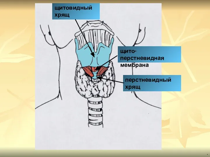 щито-перстневидная мембрана щитовидный хрящ перстневидный хрящ .