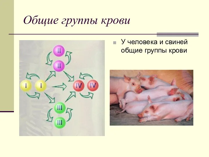 Общие группы крови У человека и свиней общие группы крови