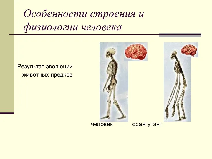 Особенности строения и физиологии человека Результат эволюции животных предков человек орангутанг