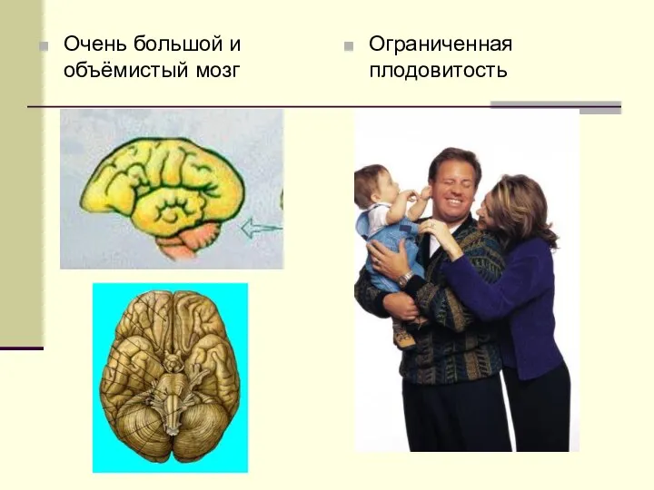 Очень большой и объёмистый мозг Ограниченная плодовитость