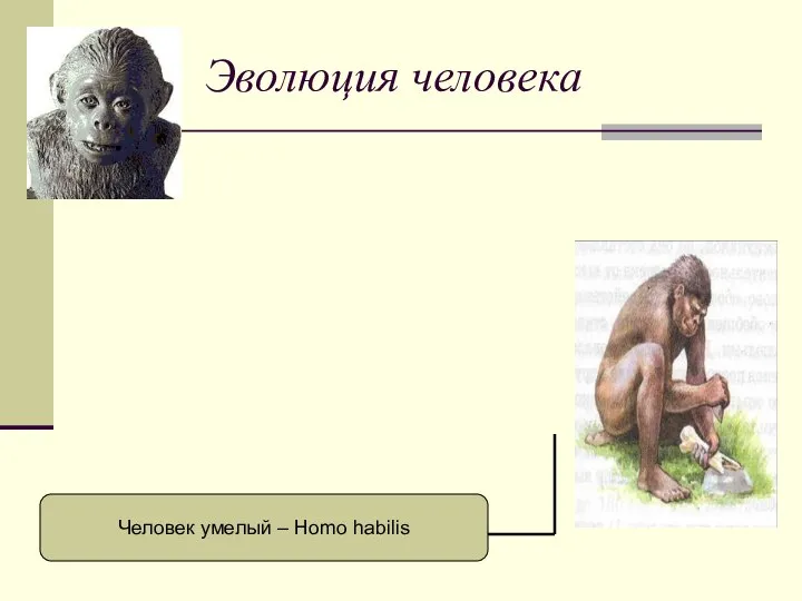 Эволюция человека Человек умелый – Homo habilis