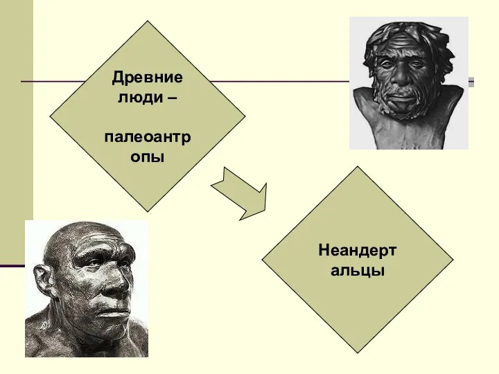 Древние люди – палеоантропы Неандертальцы