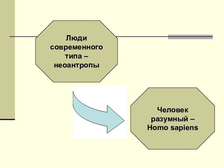 Люди современного типа – неоантропы Человек разумный – Homo sapiens