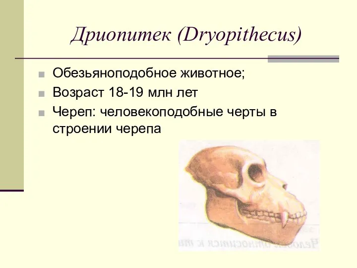 Дриопитек (Dryopithecus) Обезьяноподобное животное; Возраст 18-19 млн лет Череп: человекоподобные черты в строении черепа