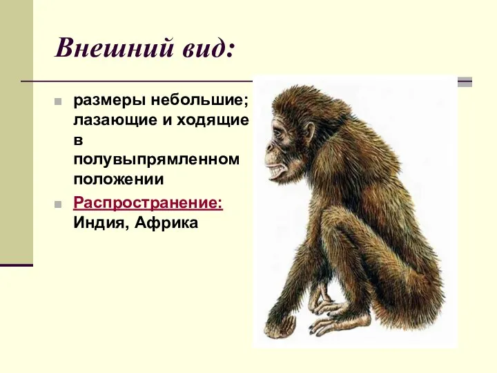 Внешний вид: размеры небольшие; лазающие и ходящие в полувыпрямленном положении Распространение: Индия, Африка