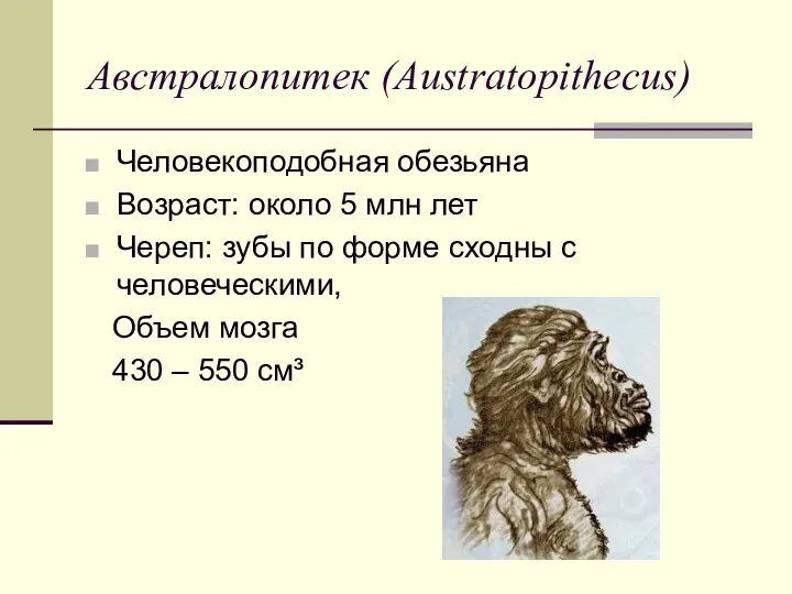 Австралопитек (Austratopithecus) Человекоподобная обезьяна Возраст: около 5 млн лет Череп: зубы