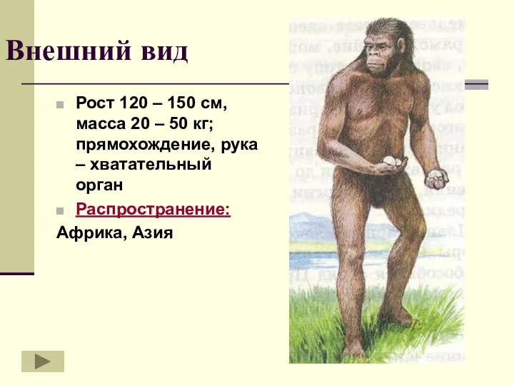 Внешний вид Рост 120 – 150 см, масса 20 – 50