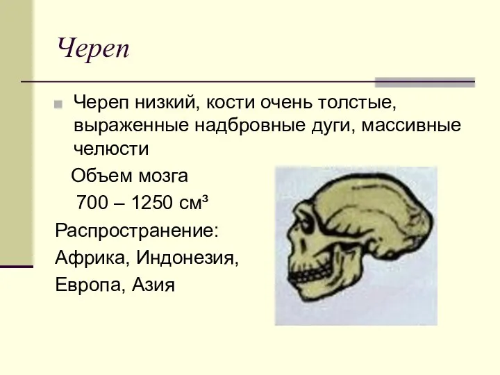 Череп Череп низкий, кости очень толстые, выраженные надбровные дуги, массивные челюсти