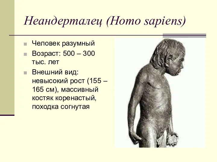 Неандерталец (Homo sapiens) Человек разумный Возраст: 500 – 300 тыс. лет