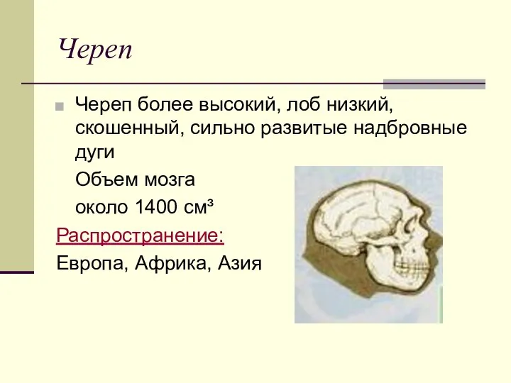 Череп Череп более высокий, лоб низкий, скошенный, сильно развитые надбровные дуги