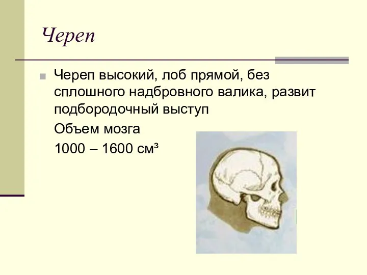 Череп Череп высокий, лоб прямой, без сплошного надбровного валика, развит подбородочный