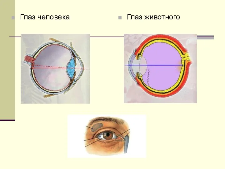 Глаз животного Глаз человека