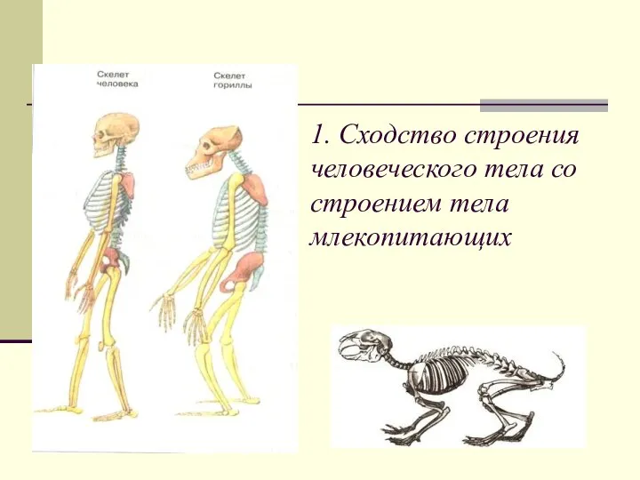 1. Сходство строения человеческого тела со строением тела млекопитающих