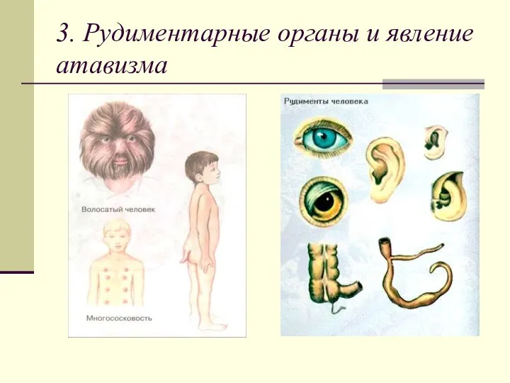 3. Рудиментарные органы и явление атавизма