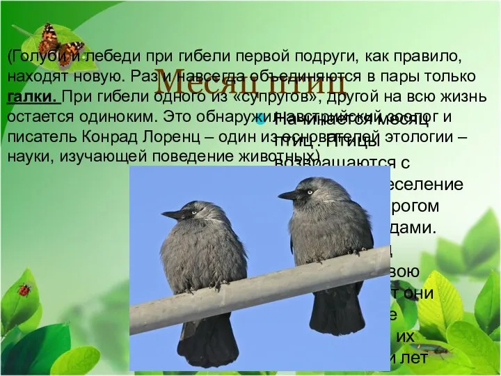 Месяц птиц Начинается месяц птиц . Птицы возвращаются с зимовки. Переселение