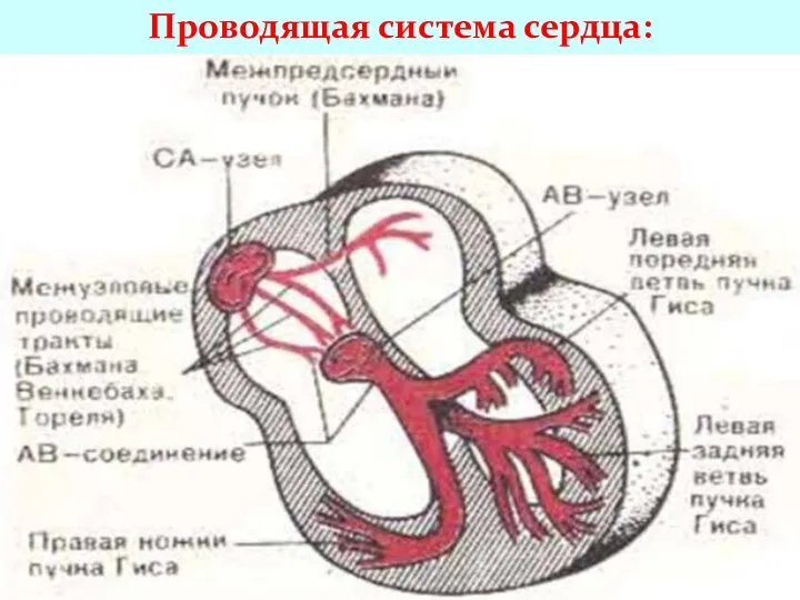 Проводящая система сердца: