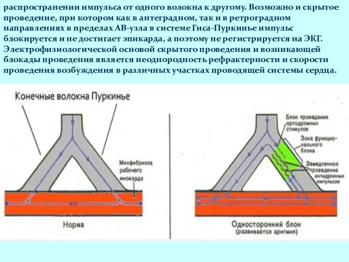 распространении импульса от одного волокна к другому. Возможно и скрытое проведение,