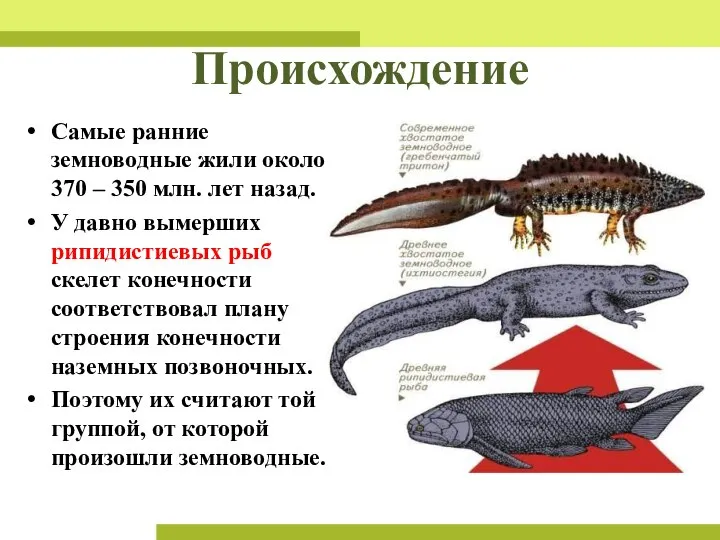 Происхождение Самые ранние земноводные жили около 370 – 350 млн. лет