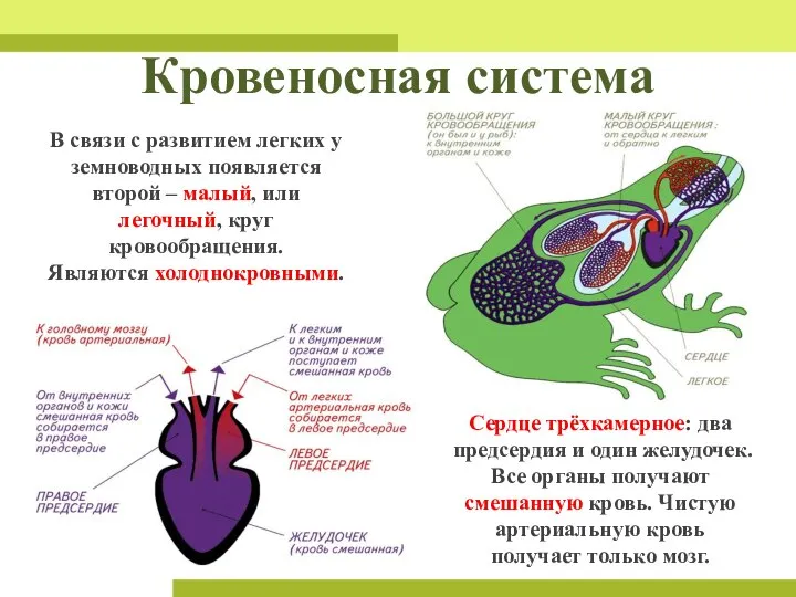 Кровеносная система В связи с развитием легких у земноводных появляется второй