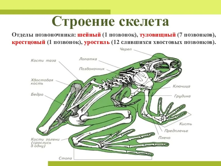 Строение скелета Отделы позвоночника: шейный (1 позвонок), туловищный (7 позвонков), крестцовый