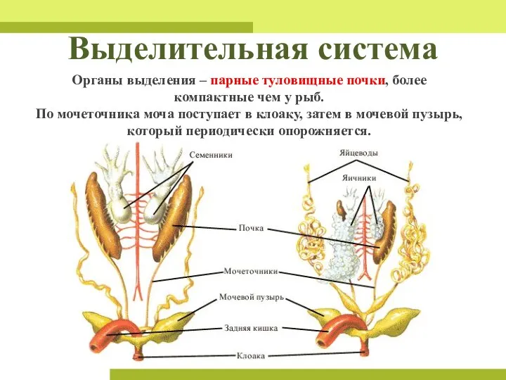 Выделительная система Органы выделения – парные туловищные почки, более компактные чем