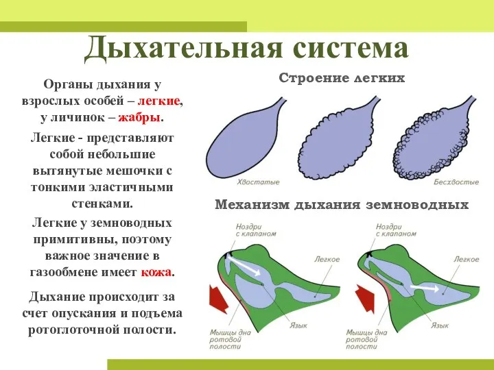 Дыхательная система Механизм дыхания земноводных Строение легких Легкие - представляют собой