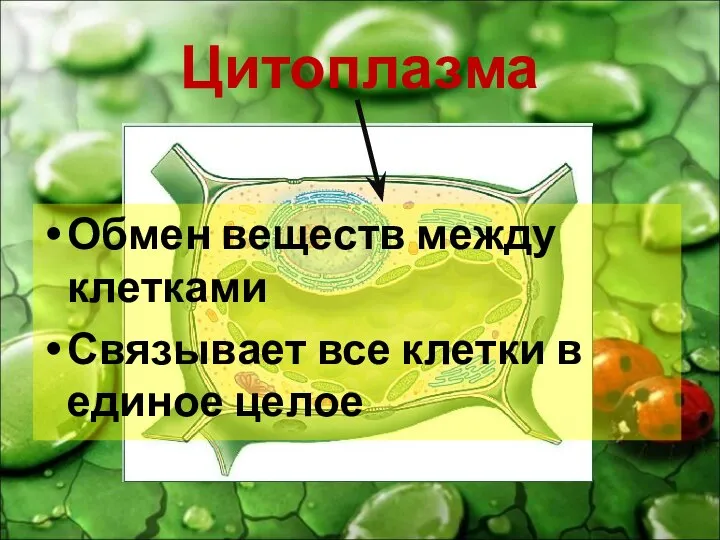 Цитоплазма Обмен веществ между клетками Связывает все клетки в единое целое