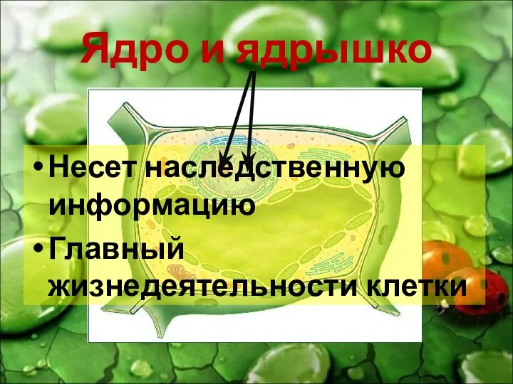 Ядро и ядрышко Несет наследственную информацию Главный жизнедеятельности клетки