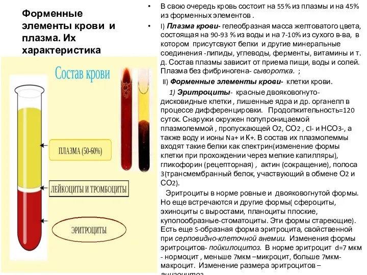 Форменные элементы крови и плазма. Их характеристика В свою очередь кровь