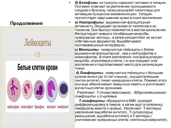 Продолжение б) Базофилы- их гранулы содержат гистамин и гепарин. Гистамин отвечает