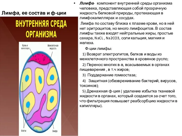 Лимфа, ее состав и ф-ции Лимфа- компонент внутренней среды организма человека,