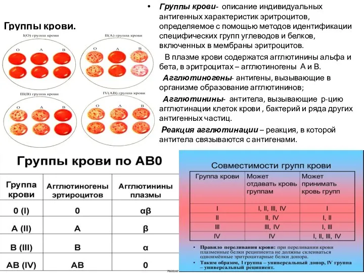 Группы крови. Группы крови- описание индивидуальных антигенных характеристик эритроцитов, определяемое с