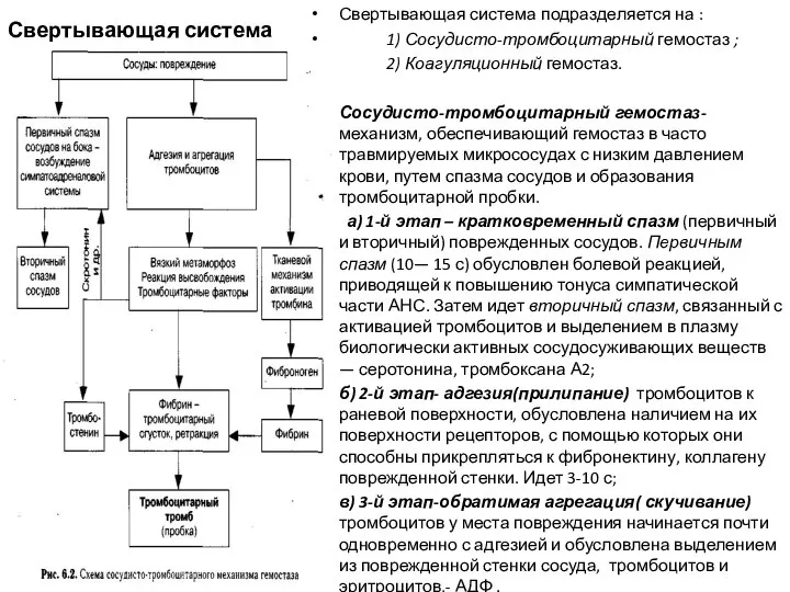 Свертывающая система крови Свертывающая система подразделяется на : 1) Сосудисто-тромбоцитарный гемостаз